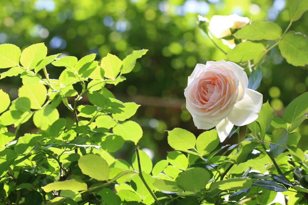 3696322828_JZmGMrwa_flower-309.jpg